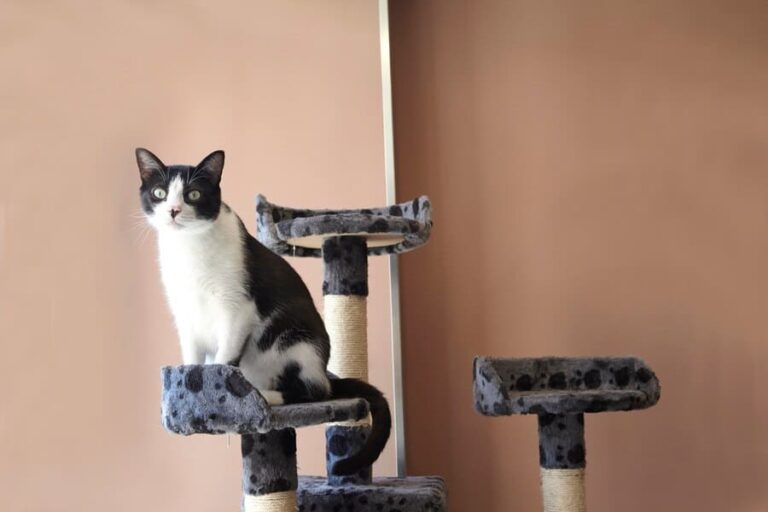Best Cat Towers for Your Feline Friend 2024